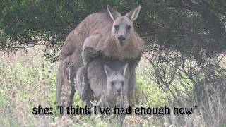 Kangaroo Mating, part 2: Copulation