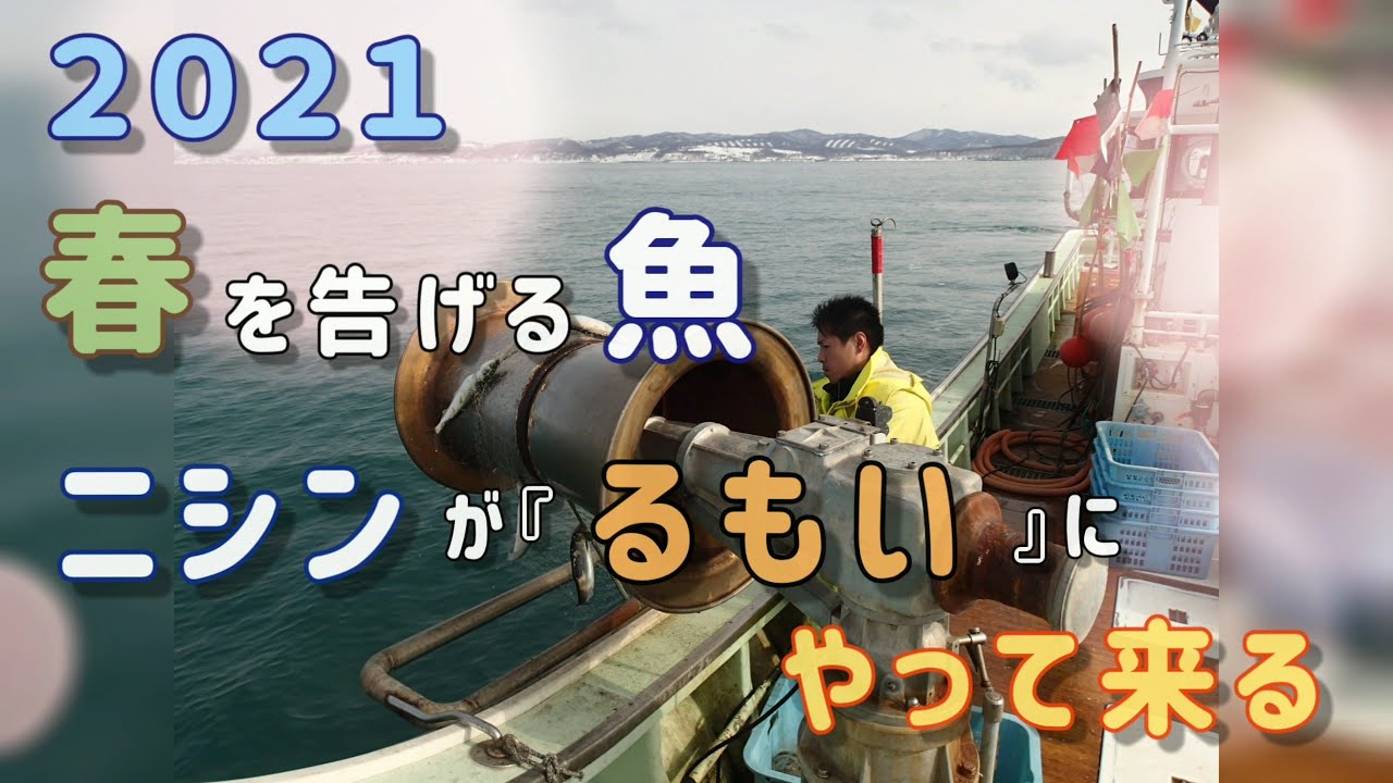21年 春を告げる魚 ニシンが るもい 前浜に見えてきた Youtube