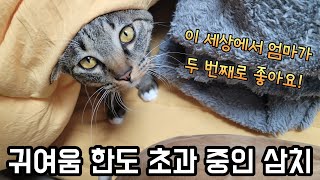 엄마가 너무 좋은 애교쟁이 아기 고양이 삼치