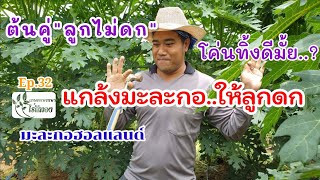 มะละกอลูกไม่ดก กับความเชื่อโบราณ! |Ep.32 จัดการต้นที่ลูกไม่ดก |เกษตรหรรษา ไร่สีทอง