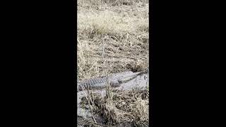 Friendly Gator wakes up!