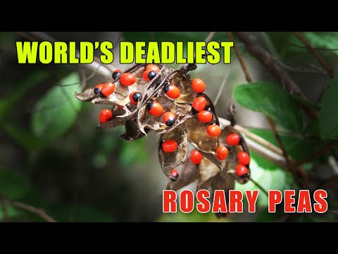 Video: Rosary Pea Invasiveness: Rosary Pea уруктары жана өсүмдүктөрү жөнүндө билип алыңыз