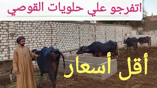 القوصي غاب وجاب الله يرزق صاحب النصيب ١/ ١١/ ٢٠٢٥م