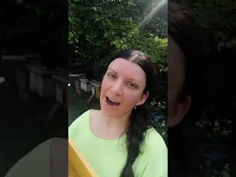 Квітковий пилок