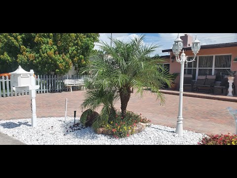 Video: ¿Cómo se cultiva una palmera en Arizona?