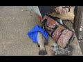 ikan liar nie ke 1
