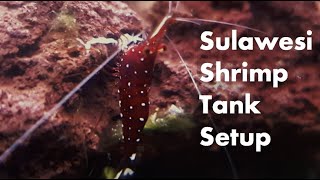 Sulawesi Shrimp Tank Setup (Complete Guide)