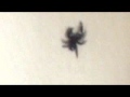 Spider on my wall