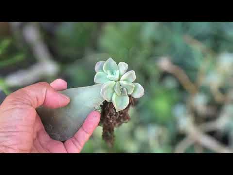 Video: Senecio Blue Chalk Plant Care - Paano Pangalagaan ang Blue Chalk Succulents