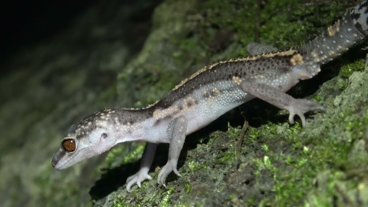 クロイワトカゲモドキ（トカゲモドキ科） Goniurosaurus kuroiwae