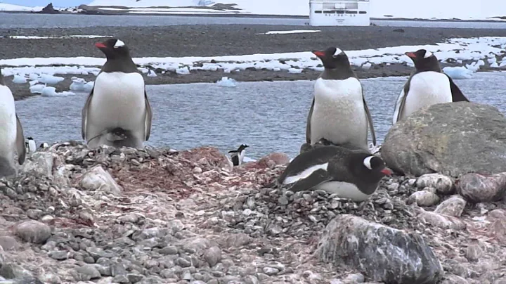 Penguins in Antarctica