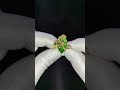 Модная бижутерия 2023/24 - романтичное кольцо со стрекозой и зеленым камнем.