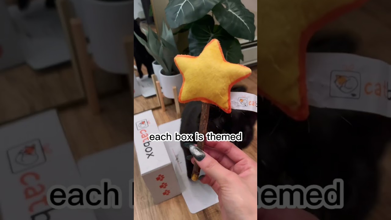 It's like barkbox but for cats! 