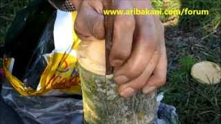 Ceviz aşısı, kabuk altına kalem aşısı