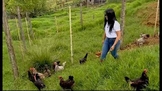 Tecnificación de gallinas criollas - La Finca de Hoy