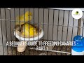 A beginners guide to breeding canaries   part 1 getting started