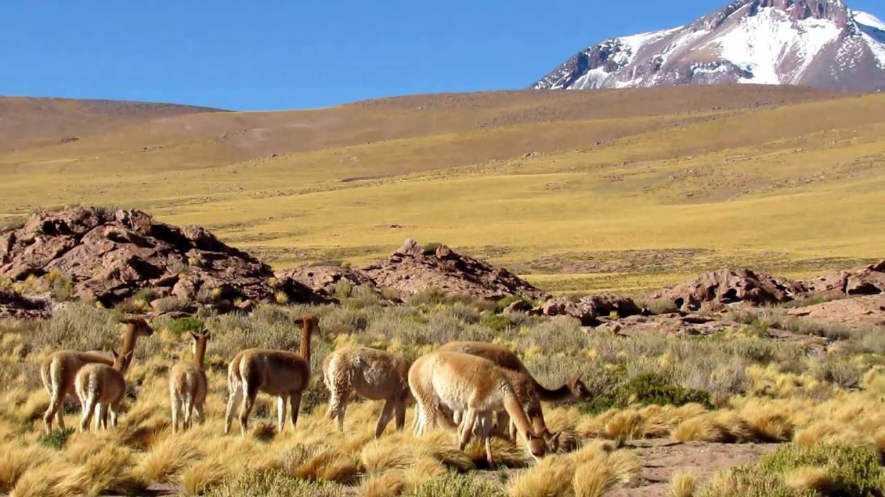 Vicuñas del altiplano chileno - YouTube