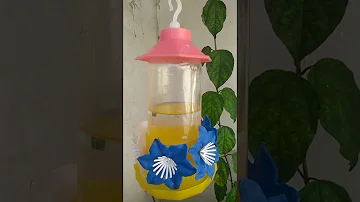 Como acabar com as formigas no bebedouro de Beija-flor?