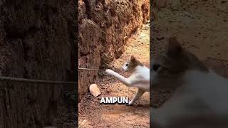 kucing pemburu ular#reels #faktaunik #wildlife #animals #shorts