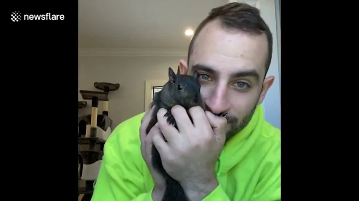 Man inseparable from pet squirrel after rescuing h...
