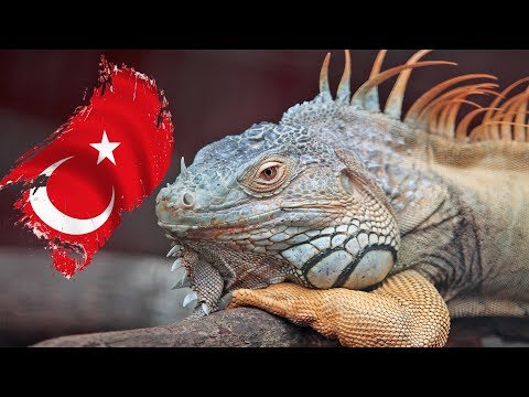 Video: Hiç baykuş için en tatlı baykuşların sadece 19