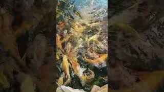 Koi Being Fed In Slo Mo