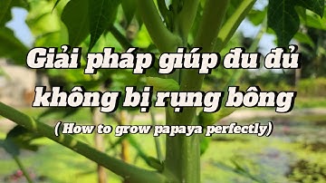 EP 36 : Giải pháp hiệu quả để đu đủ không rụng bông đậu trái nhiều / How to grow papaya perfectly.
