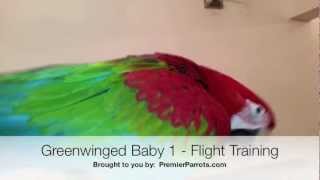 Full Premier Parrots - Greenwinged Baby GW1 (Flight Training) Guide