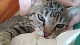 Have u ever seen such a joyful cat?