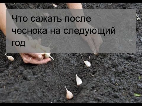 Можно ли садить чеснок после чеснока