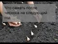 Что сажать после чеснока на следующий год