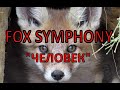 Fox Symphony/Первая Встреча с Человеком!