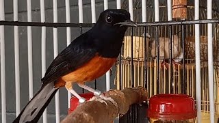 Murai Auto Konek #shamabird #birds #suaraburung #binatang #muraibatu #murai #animals #burung #auto 
