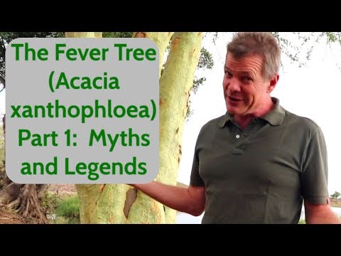 Video: Acacia Karroo Trees - Informasjon om Acacia Sweet Thorn Plants