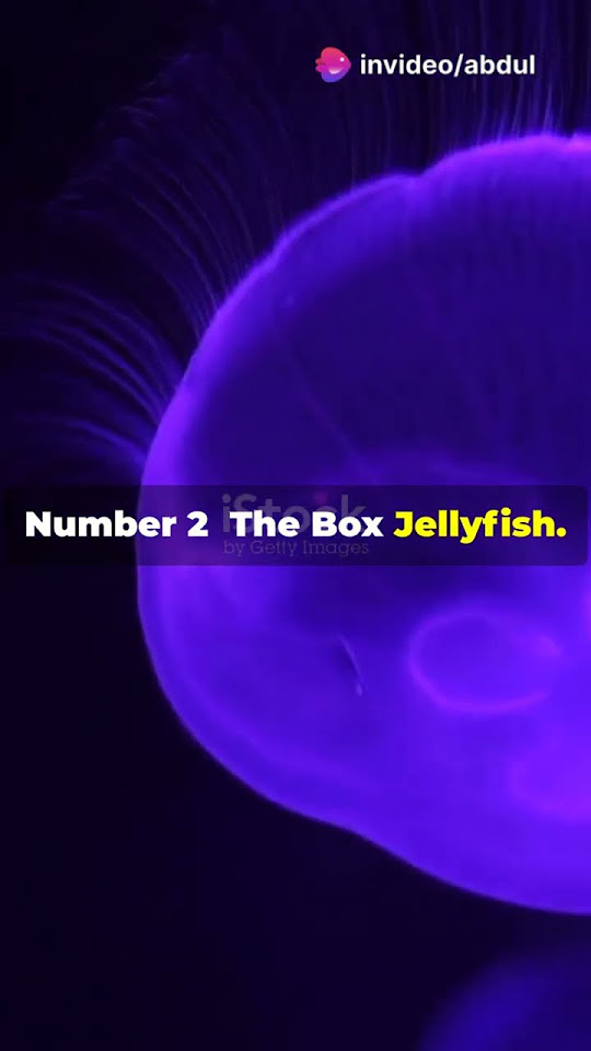 top-3-most-dangerous-animals-you-wouldn-t-want-to-meet-youtube
