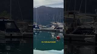 Большой кот живет на яхте. Морской манул #montenegro #kotor #bigcat #sailing #marina #blackcat