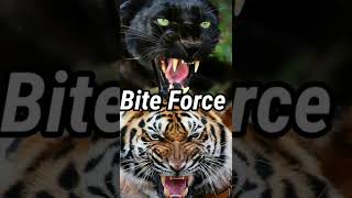 Black Panther vs Siberian Tiger Jaugar black panther vs Siberian Tiger||  @AnimalFacts972#short screenshot 5