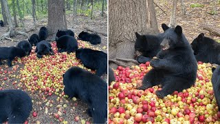 Black Bear Cubs Make Adorable ‘sound Of Contentment’ Over Apple Pile