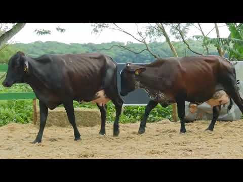 LOTE 33   FAZENDAS REUNIDAS FGS   6879BW  5585BS