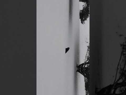 nature kpop Owl snuck in for a snack