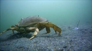 Crab Snaring at the Jetty