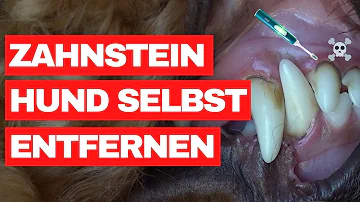 Kann man Zahnstein beim Hund selber entfernen?