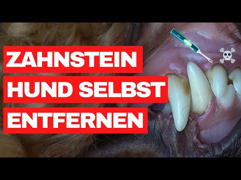 Video: Wie man Algen in Ihrem Aquarium loswerden kann