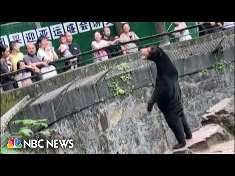 Chinese zoo's sun bear video triggers debate over man in costume