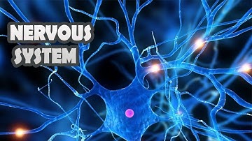 Public health | A Journey Through Your Nervous System
