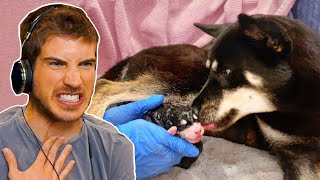 Reacting to My Pregnant Dog Giving Birth 1 Year Later!