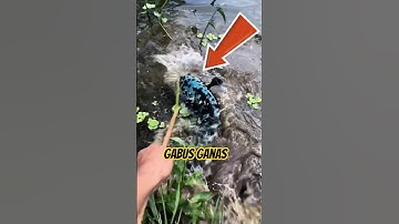 Spot menarik mancing ikan gabus #gabussuper