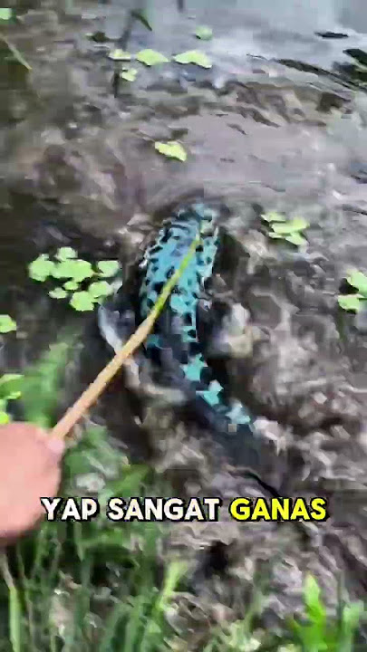 Spot menarik mancing ikan gabus #gabussuper