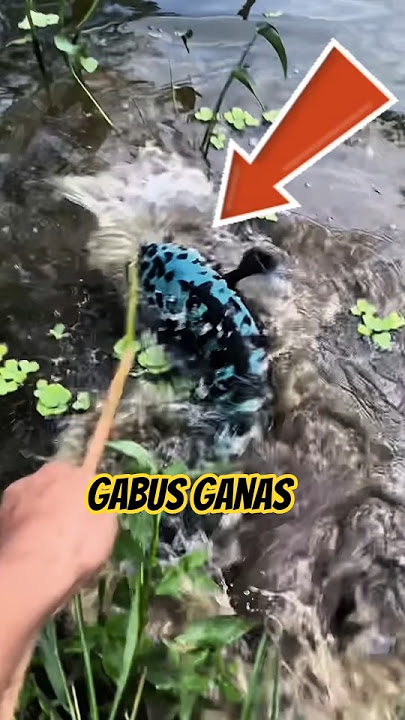 Spot menarik mancing ikan gabus #gabussuper