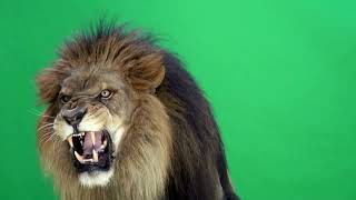 Fierce Lion Roar - Sound Effect
